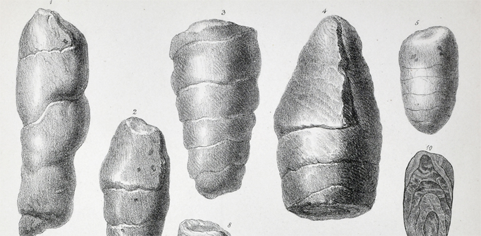 Coprolite banner